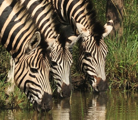 Burchell's Zebra drinking at a waterhole
