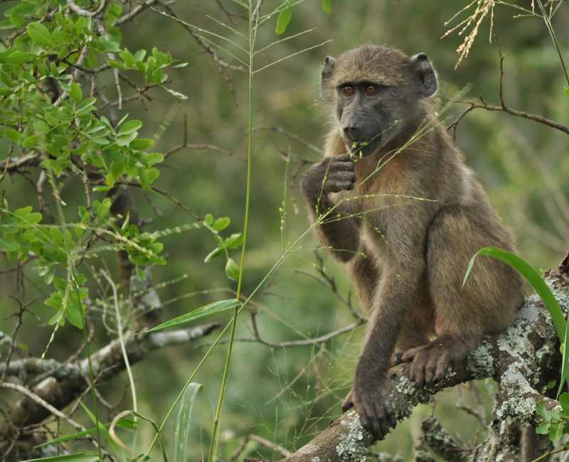 Juvenile Chacma Baboon with a far away look in its eyes
