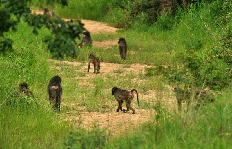 Troop of Chacma Baboons