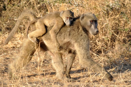 On the march. Mother Chacma Baboon with its baby.