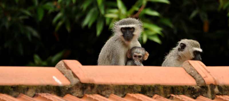 Tiny baby Vervet Monkey with its mother