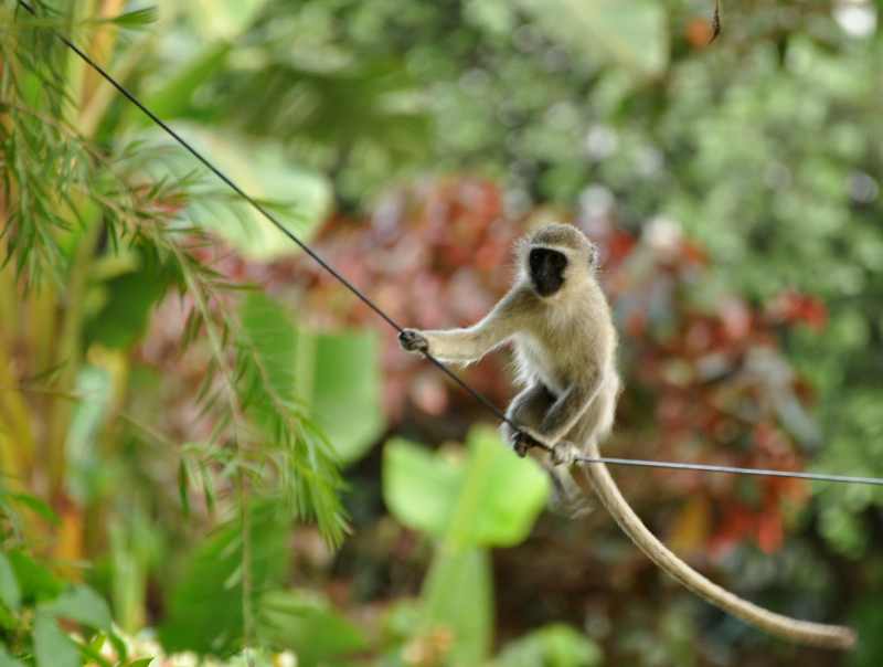 Balancing act! Vervet Monkeys have little trouble negotiating thin telephone wires.