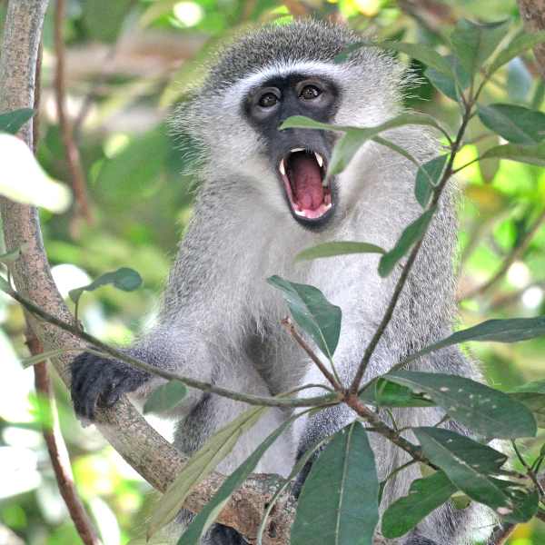 As this Vervet Monkey yawned it showed its long canines.