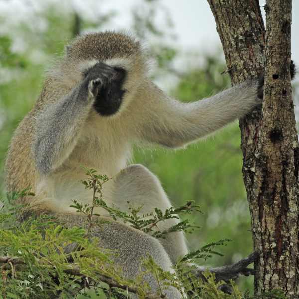 Is this Vervet Monkey shy or just rubbing his eyes?