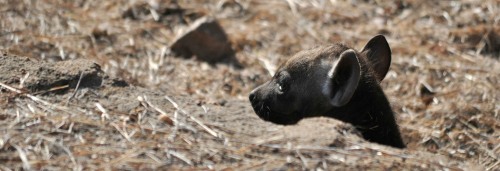 A baby Spotted Hyena pup sticks its head out of the culvert under the road in Kruger National Park