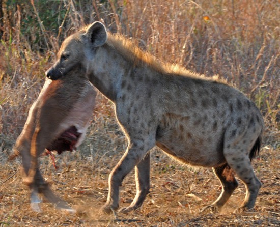 A Spotted Hyena carrying the remains of an Impala carcass