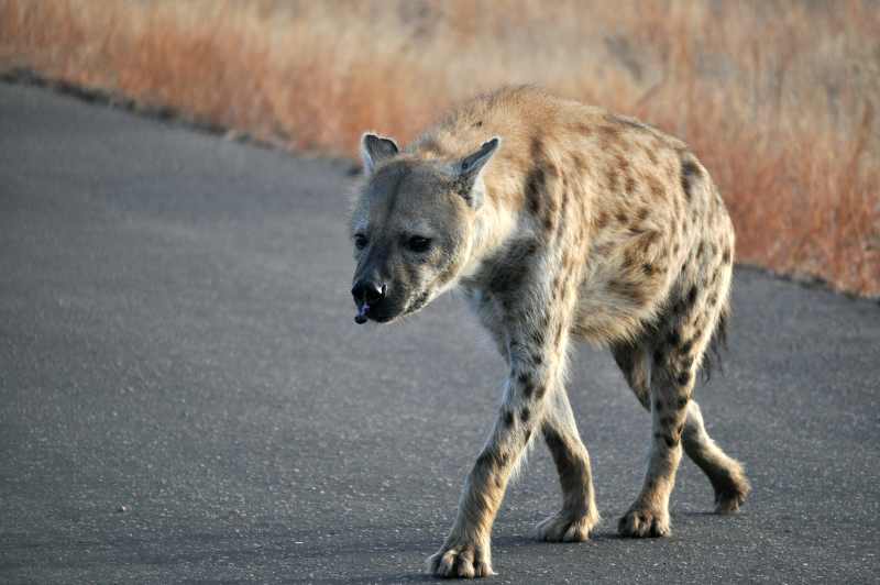 A Spotted Hyena with a growth on his face spotted in Kruger National Park