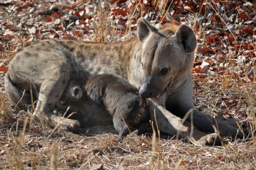 A female Spotted Hyena feeds her young pup