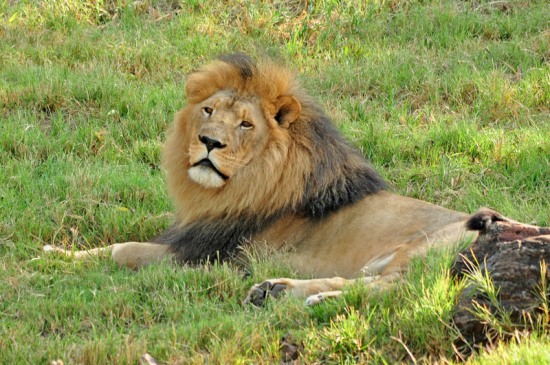Two male Lions in Kruger National Park