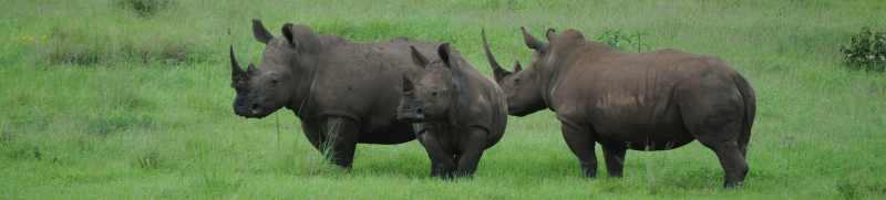 A trio of White Rhino at Tala Game Reserve
