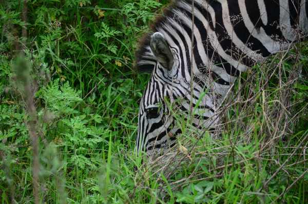 Burchell's Zebra - Mother of the foal