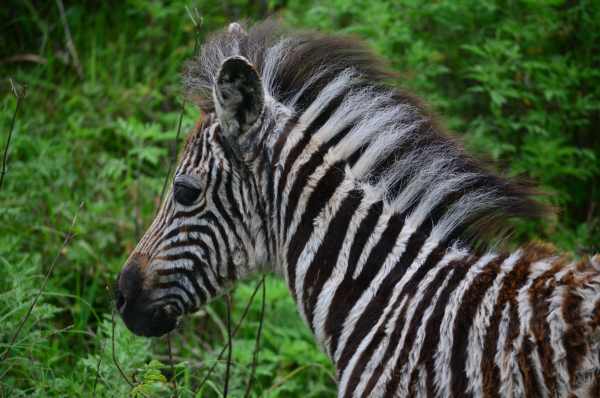 Burchell's Zebra foal