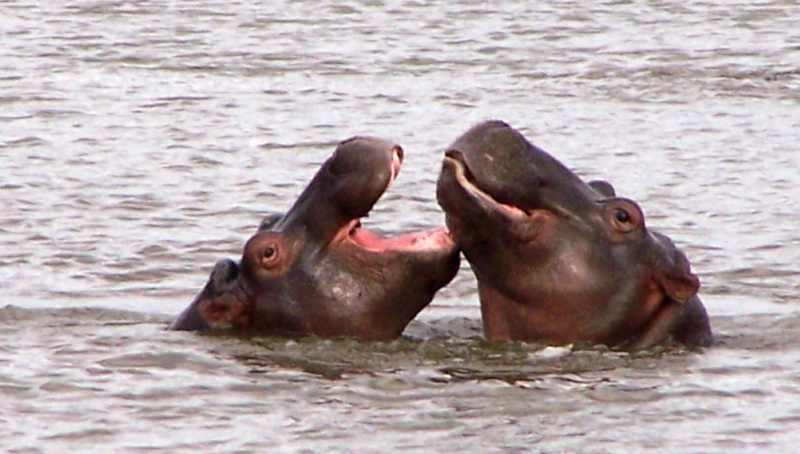 Young hippos play-fighting