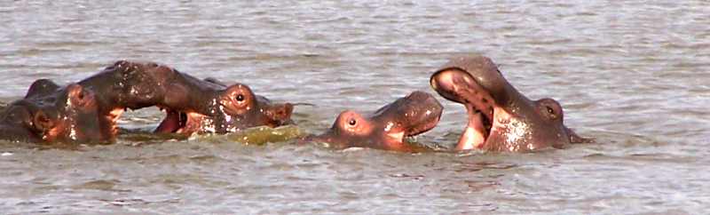 Young hippos play-fighting at Sunset Dam near Lower Sabie in Kruger National Park