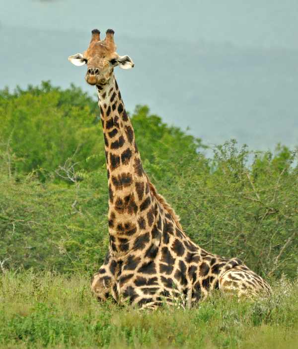 Giraffe lying down in iMfolozi Game Reserve