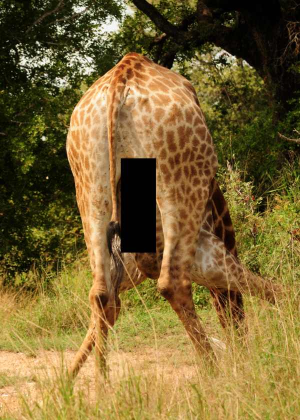 Giraffe drinking in Kruger National Park