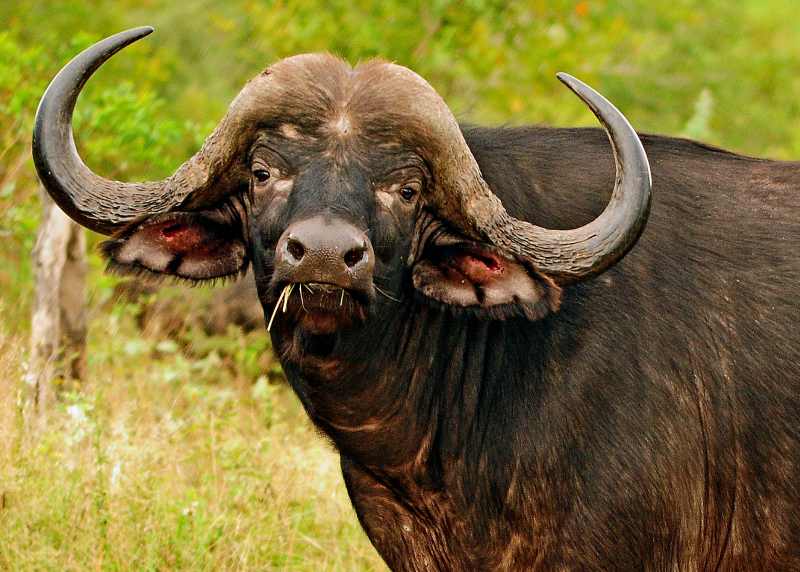 Cape Buffalo bull