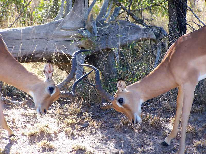 Male Impalas practice fighting
