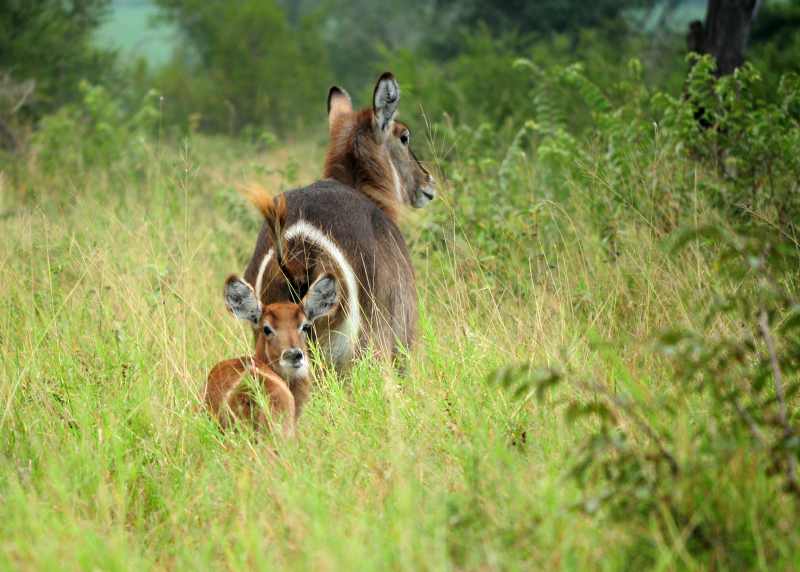 A female Waterbuck is followed by her fawn