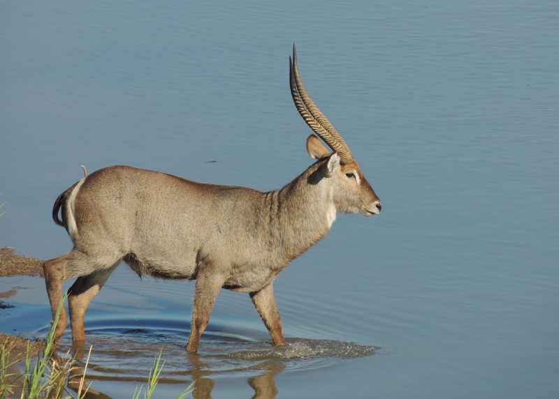A magnificent male Waterbuck in Kruger National Park