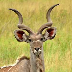A young male Kudu