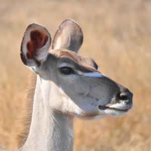 A female Kudu