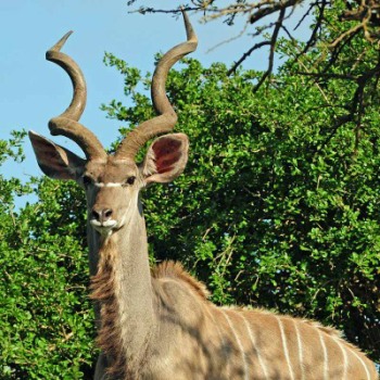 A magnificent male Kudu