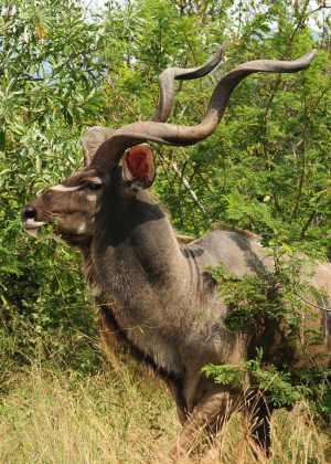 Male Kudu