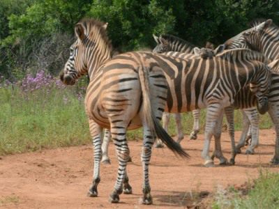 Zebras at Dinokeng Game Reserve