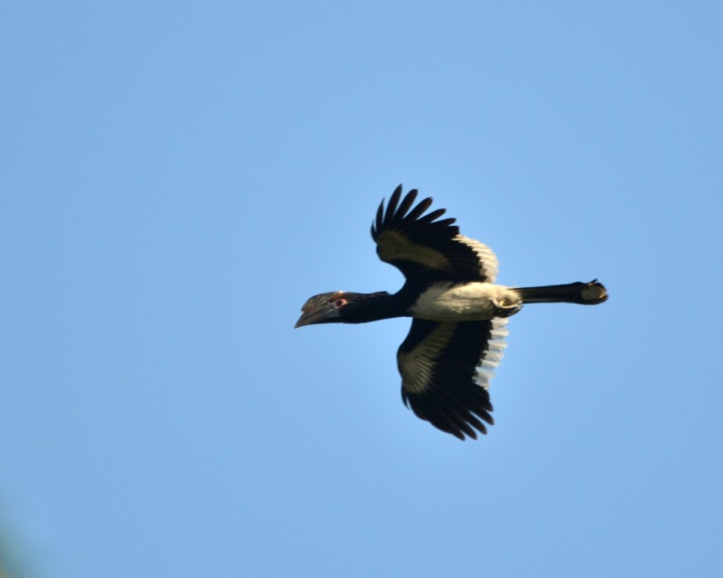 Trumpeter Hornbills in flight
