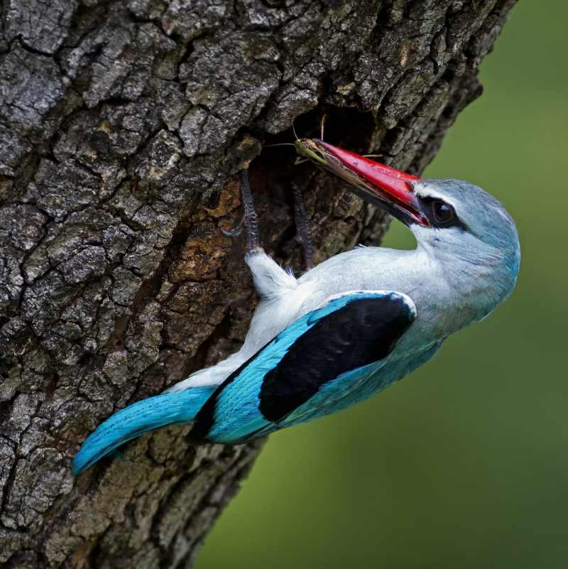 A Woodland Kingfisher bringing food to its nest hole