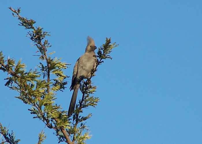 Grey Go-away Bird in Kruger National Park