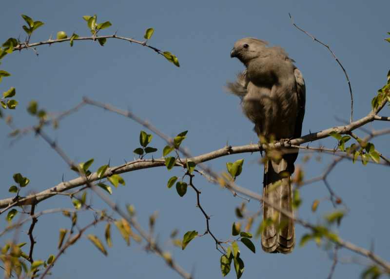 Grey Go-away Bird in Kruger National Park