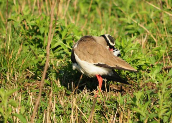 Crowned Lapwing, or Plover, preening at Tala Game Reserve
