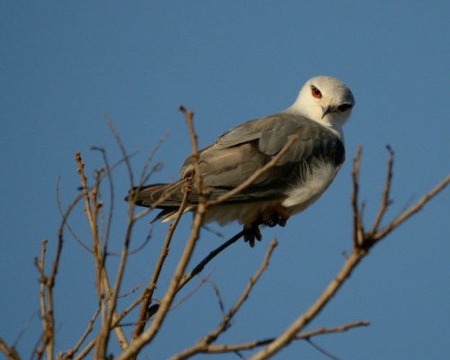 A Black-shouldered Kite looking clumsy as it loses its balance on thin twigs.