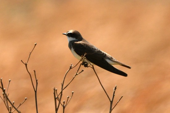 Banded Martin in dry grassland