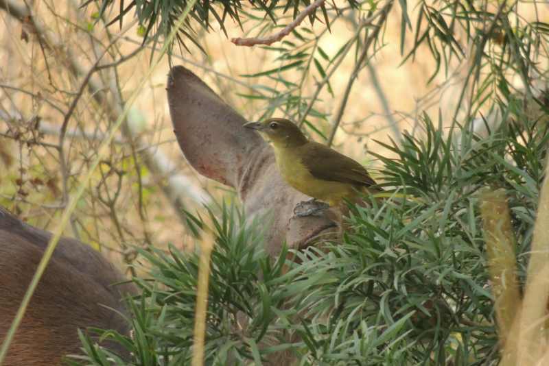 Yellow-bellied Greenbul eating parasites off a female Bushbuck
