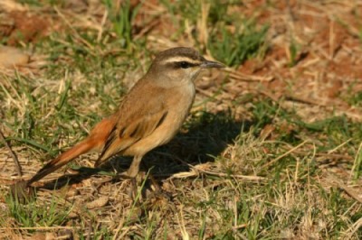 Kalahari Scrub Robin are often seen on the ground