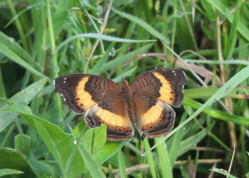 A Soldier Commodore butterfly photographed at Kenneth Stainbank Nature Reserve