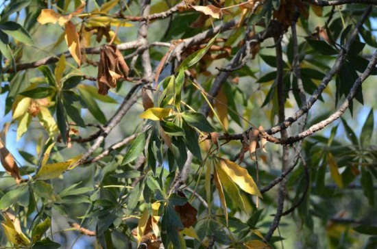 Leaves of the Lowveld Chestnut