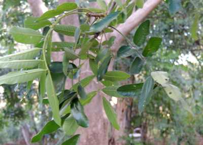 Leaves of a Natal Mohogany