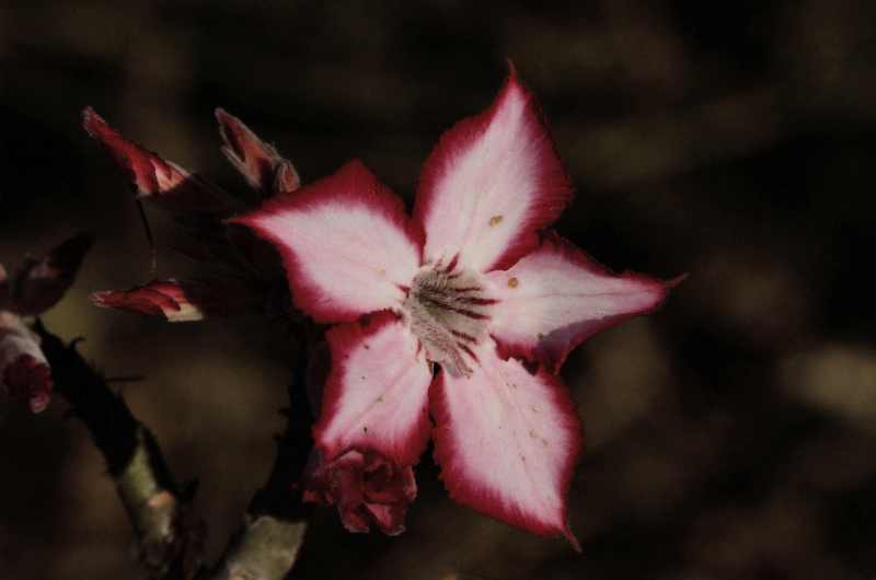 The flower of the Impala Lily