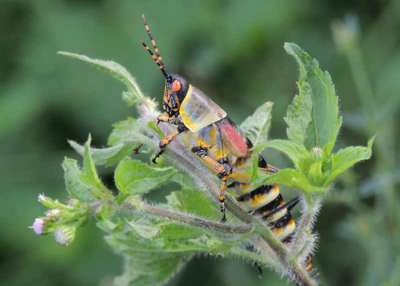 Elegant Grasshopper