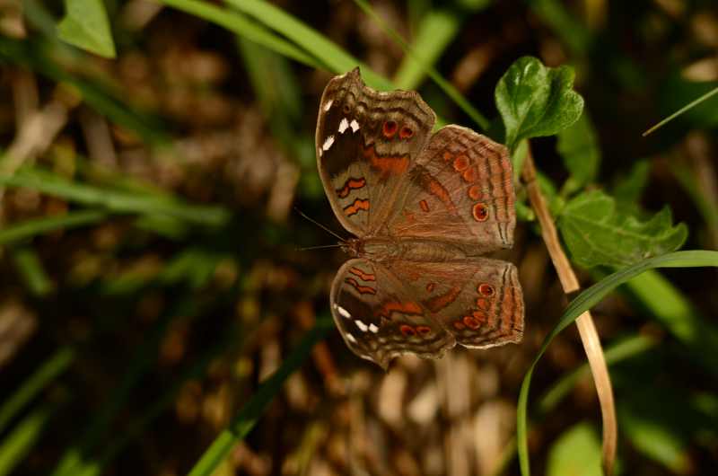 Brown Pansy butterfly at Kenneth Stainbank Nature Reserve