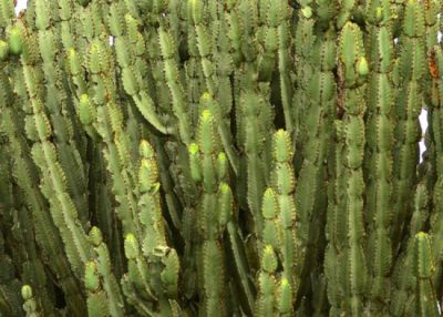 Naboom Euphorbia