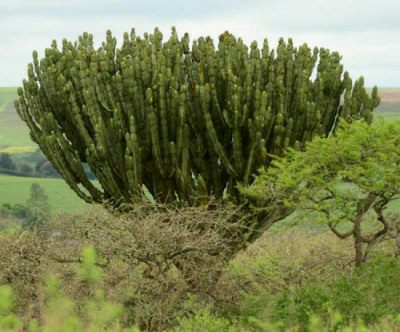 Naboom Euphorbia in Tala Game Reserve