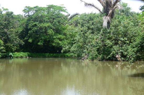 The dam at the Amanzimtoti Bird Sanctuary