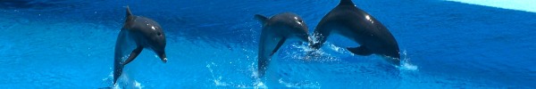 Dolphin show at uShaka Marine World