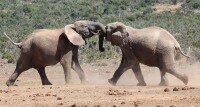 Visit the Eastern Cape